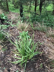 Dianella longifolia