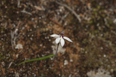 Caladenia saccharata