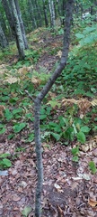 Salix bebbiana