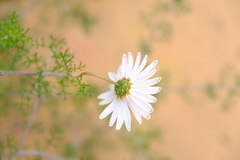 Ursinia