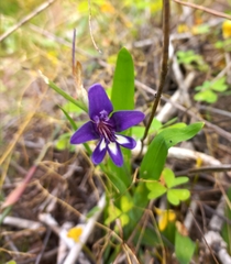 Sparaxis metelerkampiae