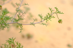 Ursinia