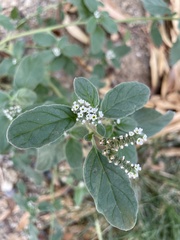 Heliotropium europaeum