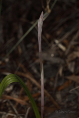 Thelymitra macrophylla