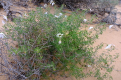 Ursinia