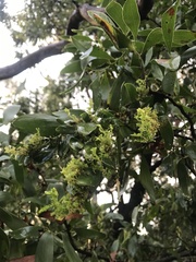 Laurus nobilis