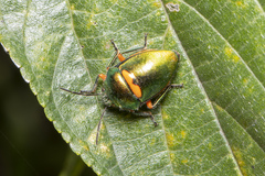 Lampromicra senator