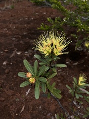 Xanthostemon aurantiacus