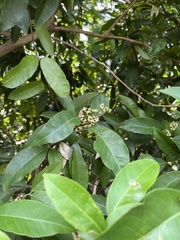 Glycosmis parviflora