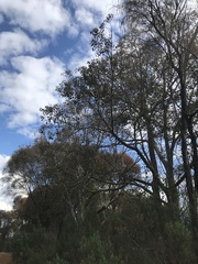 Brachychiton populneus populneus