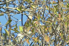 Zosterops erythropleurus