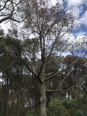 Brachychiton populneus populneus