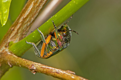 Lampromicra senator