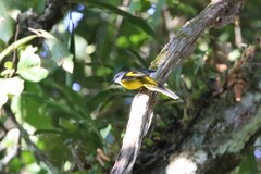 Pericrocotus solaris