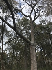 Brachychiton populneus populneus