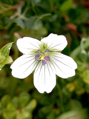 Geranium incanum
