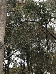 Brachychiton populneus populneus