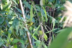 Phylloscopus tephrocephalus