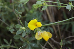Lotus corniculatus