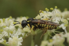 Tenthredo arcuata