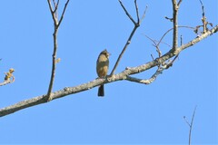 Emberiza lathami