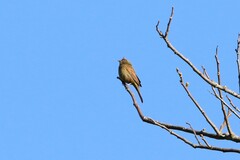Emberiza lathami
