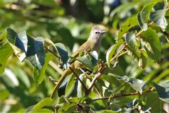 Pycnonotus flavescens