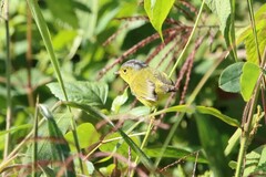 Phylloscopus tephrocephalus