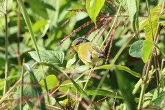 Phylloscopus tephrocephalus