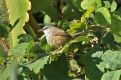 Prinia superciliaris