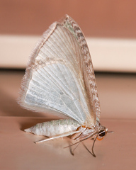 Poecilasthena pulchraria