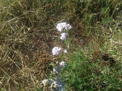 Achillea millefolium