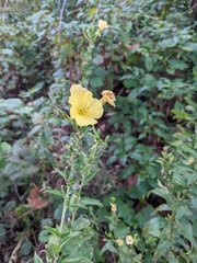 Oenothera biennis