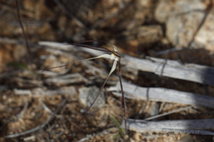 Caladenia microchila