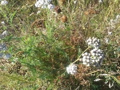 Achillea millefolium