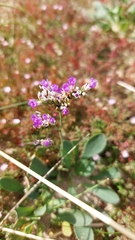 Limonium vulgare