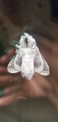 Tolype velleda