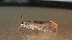 Achyra affinitalis