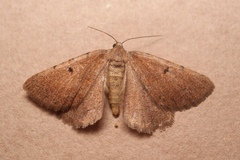 Selidosema pyrenaearia