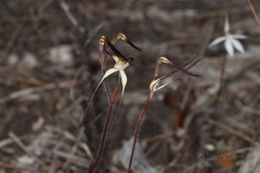 Caladenia microchila