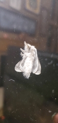Tolype velleda