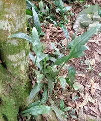 Leptochilus wrightii