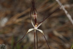 Caladenia microchila