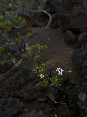 Boronia pancheri