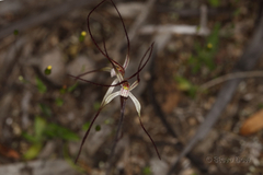Caladenia microchila