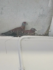 Columba guinea