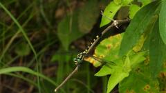 Lamelligomphus ringens