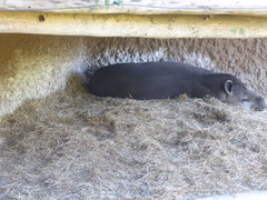 Tapirus