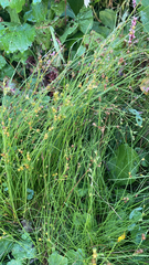Juncus tenuis