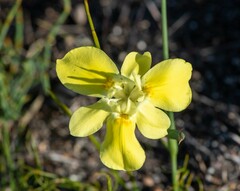 Moraea fugax